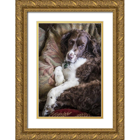 Washington English springer spaniel on couch Gold Ornate Wood Framed Art Print with Double Matting by Paulson, Don