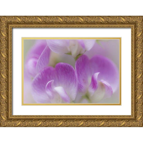 Washington, Seabeck Detail of sweet pea blossoms Gold Ornate Wood Framed Art Print with Double Matting by Paulson, Don