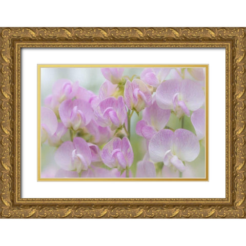 Washington, Seabeck Detail of sweet pea blossoms Gold Ornate Wood Framed Art Print with Double Matting by Paulson, Don