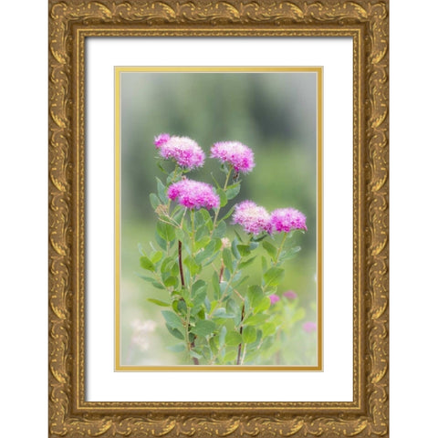 Washington, Mount Rainier NP Wildflowers Gold Ornate Wood Framed Art Print with Double Matting by Paulson, Don
