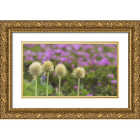 WA, Mt Rainier NP Western pasque flower seed Gold Ornate Wood Framed Art Print with Double Matting by Paulson, Don