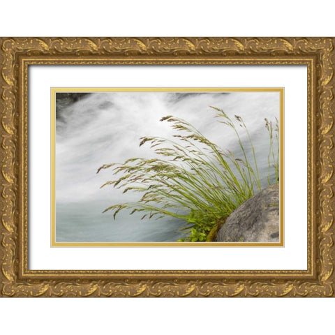WA, Mount Rainier NP Grass and rushing water Gold Ornate Wood Framed Art Print with Double Matting by Paulson, Don