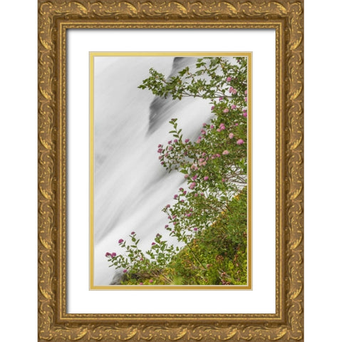 WA, Mount Rainier NP Waterfall in Paradise Creek Gold Ornate Wood Framed Art Print with Double Matting by Paulson, Don