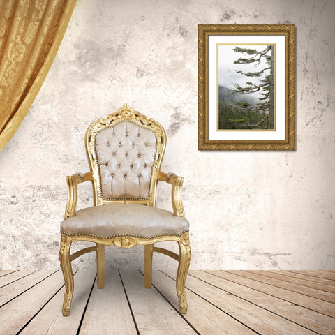 Washington, Mount Rainier NP Evergreens in fog Gold Ornate Wood Framed Art Print with Double Matting by Paulson, Don