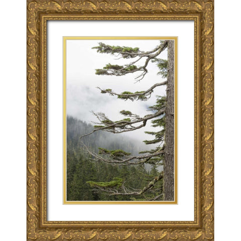 Washington, Mount Rainier NP Evergreens in fog Gold Ornate Wood Framed Art Print with Double Matting by Paulson, Don