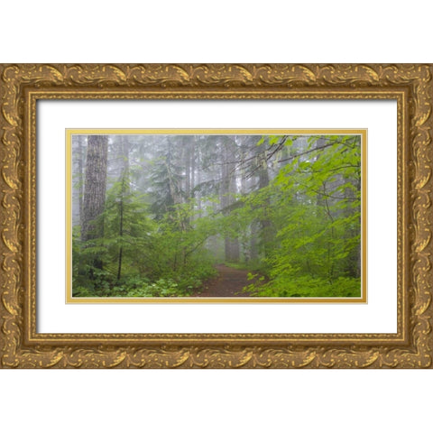 Washington, Mount Rainier NP Trail in forest Gold Ornate Wood Framed Art Print with Double Matting by Paulson, Don