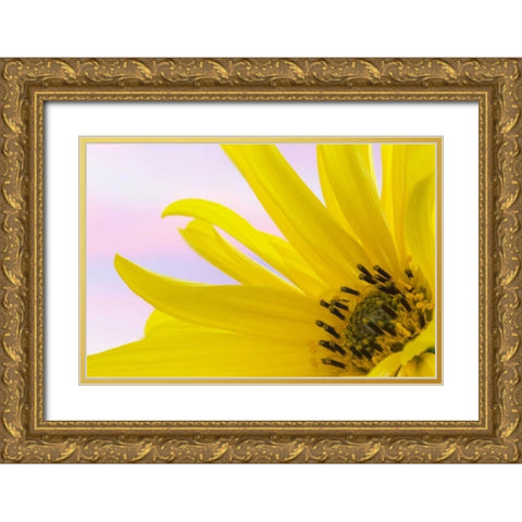 Washington Detail of sunflower blossom Gold Ornate Wood Framed Art Print with Double Matting by Paulson, Don