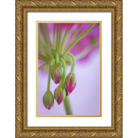 Washington Geranium buds close-up Gold Ornate Wood Framed Art Print with Double Matting by Paulson, Don