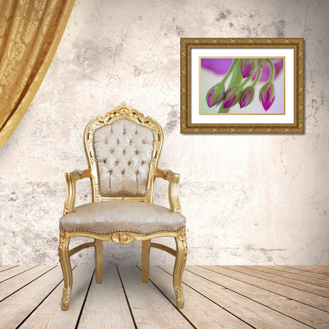Washington Geranium buds close-up Gold Ornate Wood Framed Art Print with Double Matting by Paulson, Don