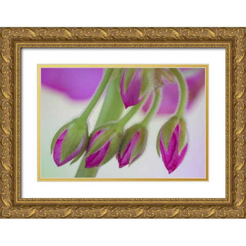 Washington Geranium buds close-up Gold Ornate Wood Framed Art Print with Double Matting by Paulson, Don
