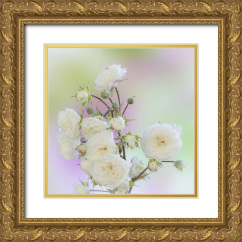 Washington Close-up of peace roses Gold Ornate Wood Framed Art Print with Double Matting by Paulson, Don