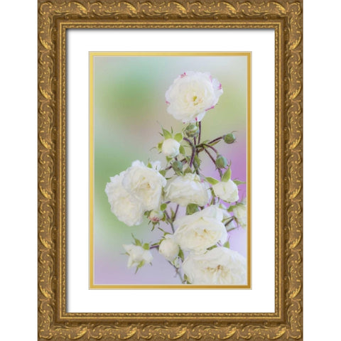 Washington Close-up of peace roses Gold Ornate Wood Framed Art Print with Double Matting by Paulson, Don