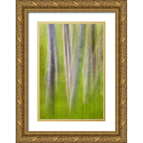 USA, Washington State Alder tree abstract Gold Ornate Wood Framed Art Print with Double Matting by Paulson, Don