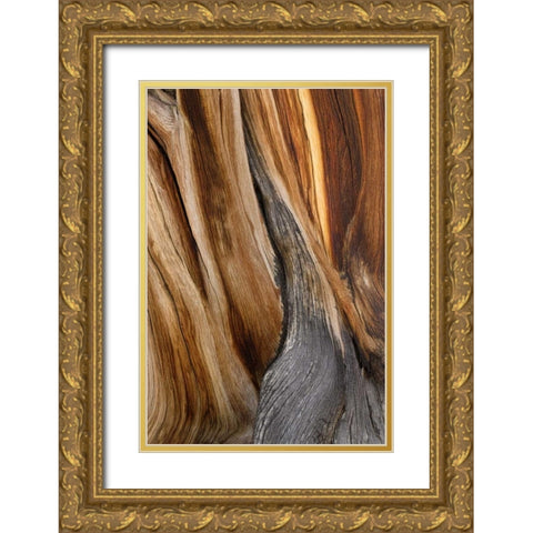 CA, White Mts Wilderness Bristlecone pine wood Gold Ornate Wood Framed Art Print with Double Matting by Paulson, Don