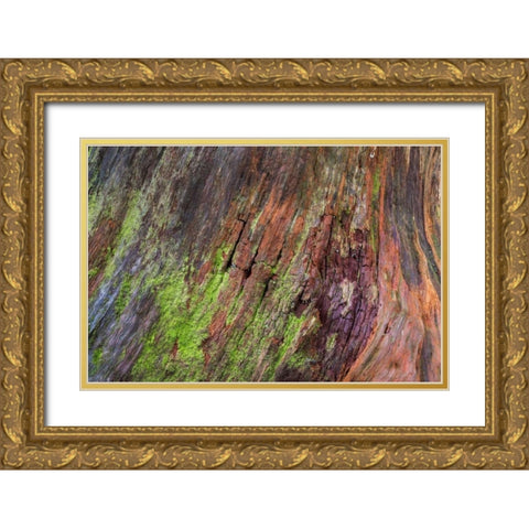 Washington, Olympic NP Rotten stump with moss Gold Ornate Wood Framed Art Print with Double Matting by Paulson, Don