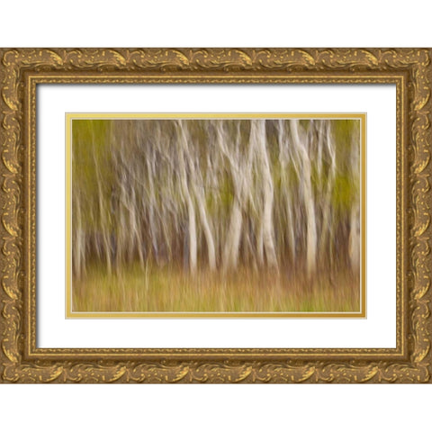 USA, Montana Aspen forest abstract Gold Ornate Wood Framed Art Print with Double Matting by Paulson, Don