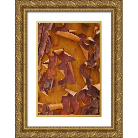 Washington Detail of Pacific madrona tree bark Gold Ornate Wood Framed Art Print with Double Matting by Paulson, Don
