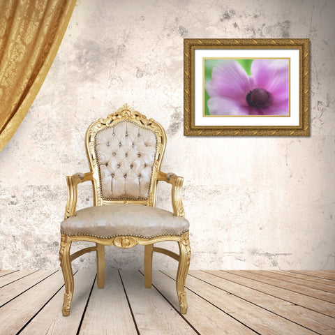 Washington, Seabeck Garden Flower Anemone Gold Ornate Wood Framed Art Print with Double Matting by Paulson, Don