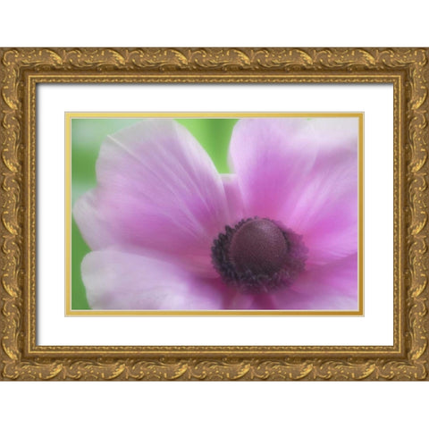 Washington, Seabeck Garden Flower Anemone Gold Ornate Wood Framed Art Print with Double Matting by Paulson, Don