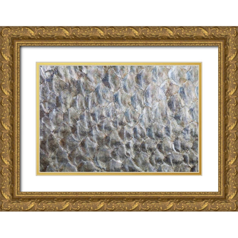 USA, Washington Detail abstract of fish scales Gold Ornate Wood Framed Art Print with Double Matting by Paulson, Don