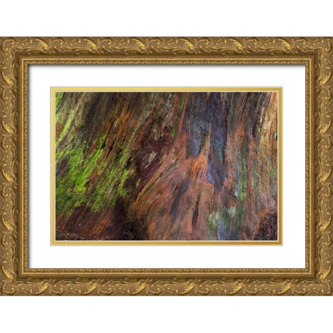 Washington, Olympic NP Rotten stump with moss Gold Ornate Wood Framed Art Print with Double Matting by Paulson, Don