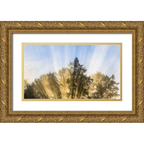 Washington, Seabeck Sun rays through fir trees Gold Ornate Wood Framed Art Print with Double Matting by Paulson, Don