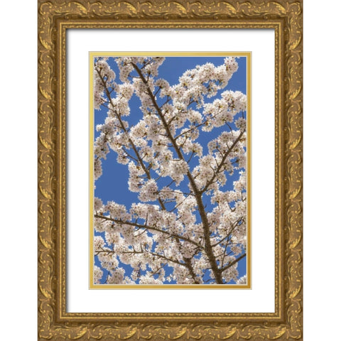 Washington, Seabeck Cherry tree blossoms Gold Ornate Wood Framed Art Print with Double Matting by Paulson, Don