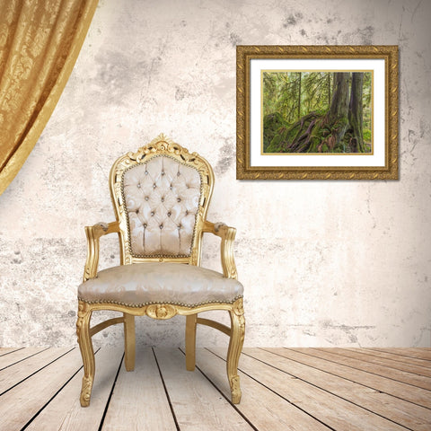 WA, Olympic NP Western red cedar on boulder Gold Ornate Wood Framed Art Print with Double Matting by Paulson, Don