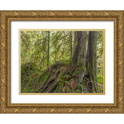 WA, Olympic NP Western red cedar on boulder Gold Ornate Wood Framed Art Print with Double Matting by Paulson, Don