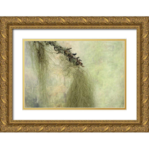 WA, Seabeck Methuselahs beard lichen on tree Gold Ornate Wood Framed Art Print with Double Matting by Paulson, Don
