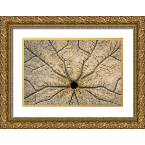 WA, Neah Bay Design on a sand dollar shell Gold Ornate Wood Framed Art Print with Double Matting by Paulson, Don