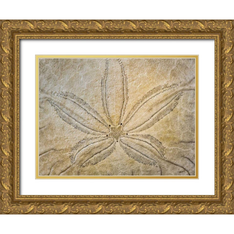 WA, Neah Bay Design on top of sand dollar shell Gold Ornate Wood Framed Art Print with Double Matting by Paulson, Don