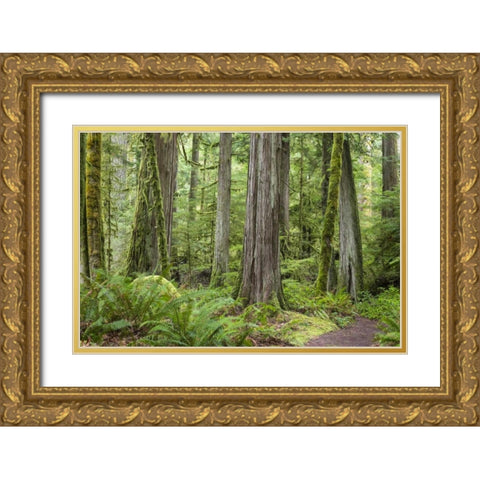 Washington, Olympic NP Barnes Creek Trail forest Gold Ornate Wood Framed Art Print with Double Matting by Paulson, Don