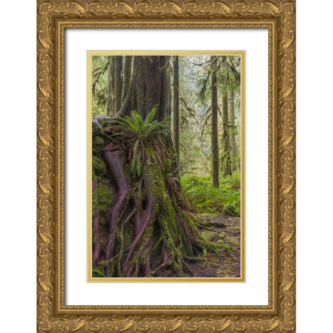 WA, Olympic NP Western red cedar on boulder Gold Ornate Wood Framed Art Print with Double Matting by Paulson, Don