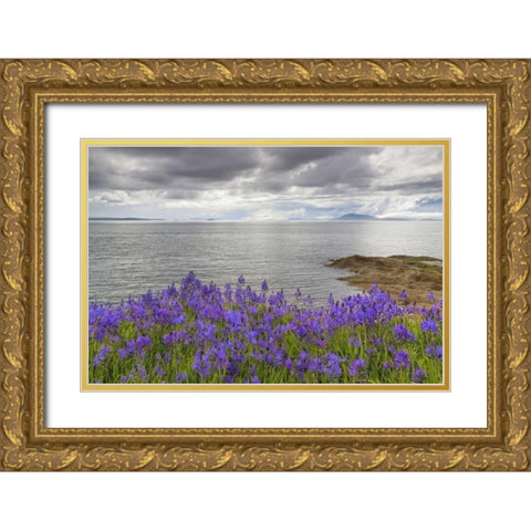 Washington Camas blooms on Sucia Island Gold Ornate Wood Framed Art Print with Double Matting by Paulson, Don