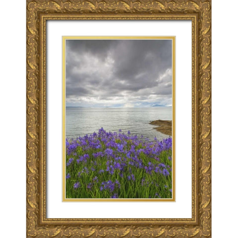 Washington Camas blooms on Sucia Island Gold Ornate Wood Framed Art Print with Double Matting by Paulson, Don