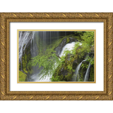 Washington Spring Panther Creek Waterfall Gold Ornate Wood Framed Art Print with Double Matting by Paulson, Don