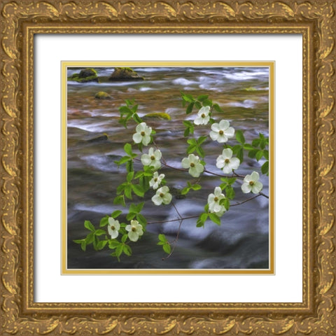WA, Gifford Pinchot NF Pacific dogwood branh Gold Ornate Wood Framed Art Print with Double Matting by Paulson, Don