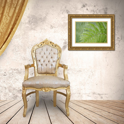 USA, Washington State, Seabeck Fern in rainfall Gold Ornate Wood Framed Art Print with Double Matting by Paulson, Don