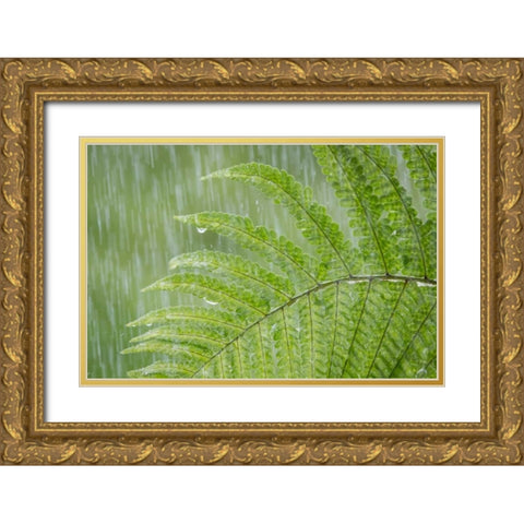 USA, Washington State, Seabeck Fern in rainfall Gold Ornate Wood Framed Art Print with Double Matting by Paulson, Don