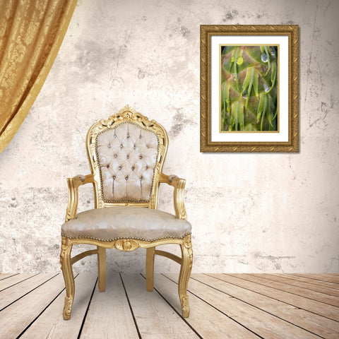 Washington, Seabeck Dew on Douglas fir cone Gold Ornate Wood Framed Art Print with Double Matting by Paulson, Don
