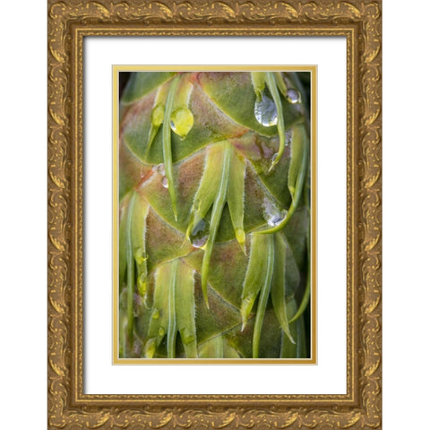 Washington, Seabeck Dew on Douglas fir cone Gold Ornate Wood Framed Art Print with Double Matting by Paulson, Don