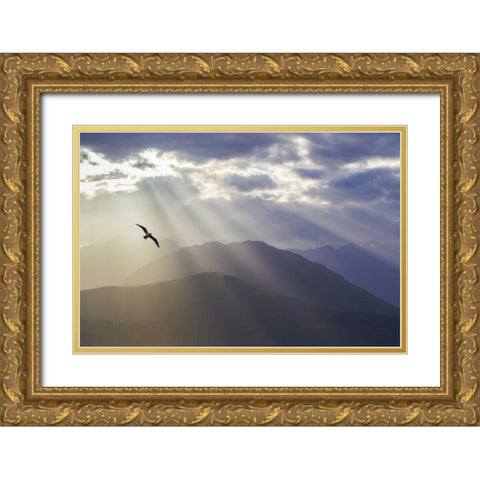 WA, Seabeck Gull and God rays over the Olympics Gold Ornate Wood Framed Art Print with Double Matting by Paulson, Don