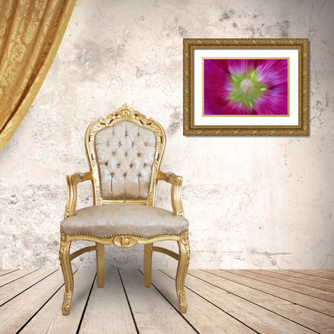 Washington State, Seabeck Hollyhock blossom Gold Ornate Wood Framed Art Print with Double Matting by Paulson, Don