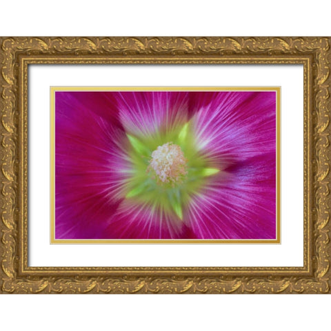 Washington State, Seabeck Hollyhock blossom Gold Ornate Wood Framed Art Print with Double Matting by Paulson, Don