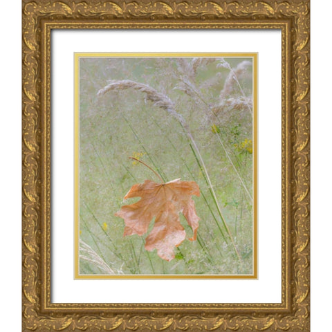 Washington, Seabeck Maple leaf in meadow grasses Gold Ornate Wood Framed Art Print with Double Matting by Paulson, Don