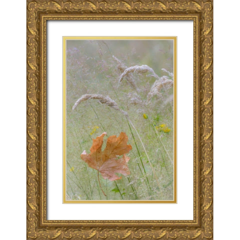 Washington, Seabeck Maple leaf in meadow grasses Gold Ornate Wood Framed Art Print with Double Matting by Paulson, Don
