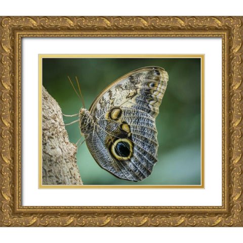 Washington State, Seattle Owl butterfly Gold Ornate Wood Framed Art Print with Double Matting by Paulson, Don