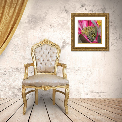 Washington State, Seattle Owl butterfly Gold Ornate Wood Framed Art Print with Double Matting by Paulson, Don