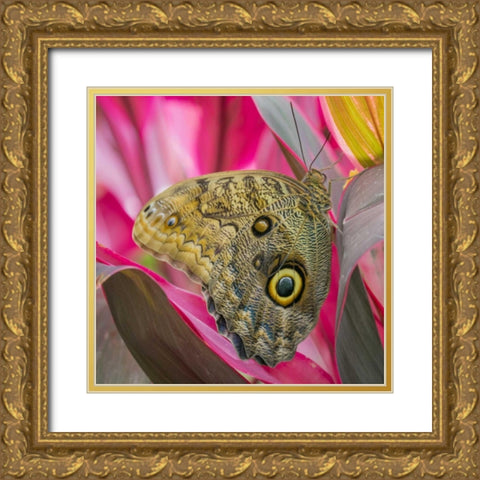 Washington State, Seattle Owl butterfly Gold Ornate Wood Framed Art Print with Double Matting by Paulson, Don